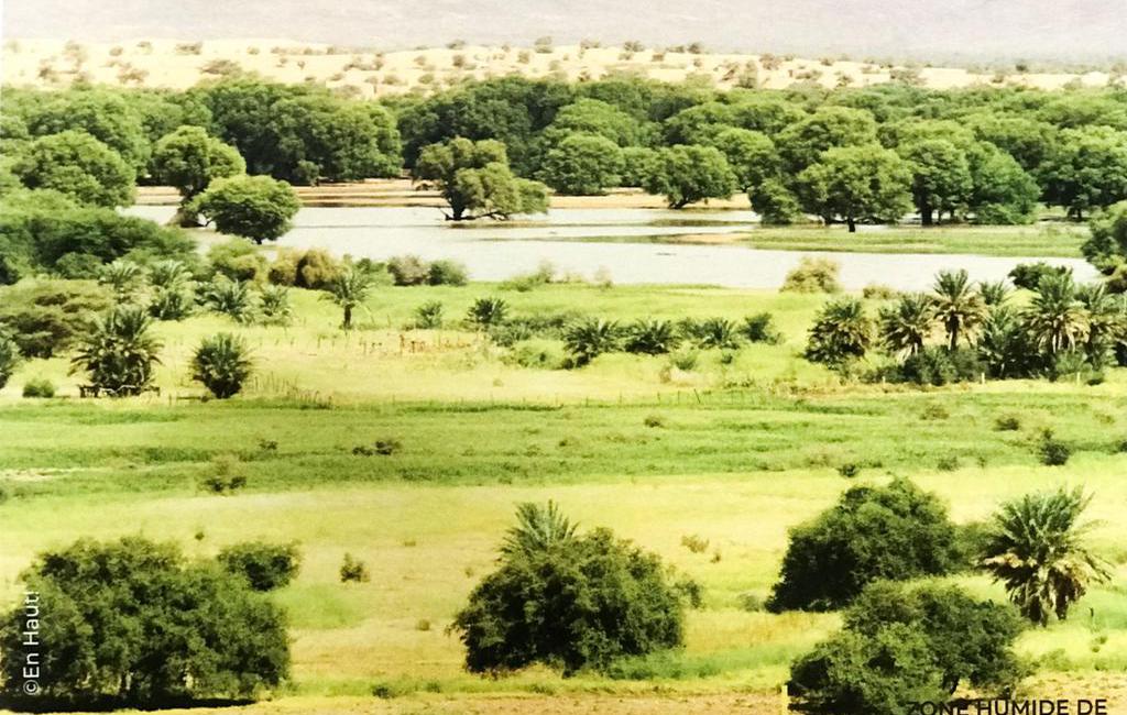 <p style="text-align: center; "><b>Zone humide de Lac GABOU et le réseau hydrographique du plateau du Tagant.
</b></p><ul><li>
Wilaya : Tagant</li><li>Moughataa : N'Beika</li><li>Commune : Tamourt Naaje</li><li>Superficie : 9500 ha</li><li>Durée de présence de l'eau : 12 mois</li></ul><p>Situé dans la commune de Tamourt Naaje, Moughataa de N'Beika, le lac Gabou et le réseau hydrographique du Plateau du Tagant constituent un complexe formé d'un réseau de rivières, des reliefs élevés (montagnes) et de leurs exutoires naturels au niveau des zones basses (dépressions) où se forment des lacs et autres retenues d'eau superficielles. La présence de cette ressource hydrique favorise favorise le développement d'une gamme variée de faune et de flore faisant la richesse de cette localité en termes de biodiversité et habitats naturels. Caractérisée par la présence des crocodiles du sahara, la localité est également un site de relais pour les oiseaux migrateurs.</p><p>La zone est connue par ses oasis et ses sources d'eau douce. Les principales activités socio-économique qui s'y pratiquent sont l'agriculture, l'élevage, la pêche, la cueillette, le tourisme.</p><p><b>Pressions et contraintes</b></p><p>C'est une zone qui subit les effets du changement climatique à travers une baisse de la pluviométrie, l'avancée des dunes de sables, la dégradation des terres et l'érosion de la biodiversité. L'effet naturel est amplifié par les pressions sur les ressources naturelles (élevage, chasse, pêche, cueillette, tourisme, etc ...).</p>