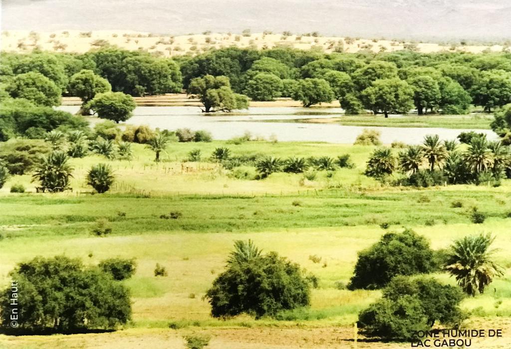 <p style="text-align: center; "><b>Zone humide de Lac GABOU et le réseau hydrographique du plateau du Tagant.
</b></p><ul><li>
Wilaya : Tagant</li><li>Moughataa : N'Beika</li><li>Commune : Tamourt Naaje</li><li>Superficie : 9500 ha</li><li>Durée de présence de l'eau : 12 mois</li></ul><p>Situé dans la commune de Tamourt Naaje, Moughataa de N'Beika, le lac Gabou et le réseau hydrographique du Plateau du Tagant constituent un complexe formé d'un réseau de rivières, des reliefs élevés (montagnes) et de leurs exutoires naturels au niveau des zones basses (dépressions) où se forment des lacs et autres retenues d'eau superficielles. La présence de cette ressource hydrique favorise favorise le développement d'une gamme variée de faune et de flore faisant la richesse de cette localité en termes de biodiversité et habitats naturels. Caractérisée par la présence des crocodiles du sahara, la localité est également un site de relais pour les oiseaux migrateurs.</p><p>La zone est connue par ses oasis et ses sources d'eau douce. Les principales activités socio-économique qui s'y pratiquent sont l'agriculture, l'élevage, la pêche, la cueillette, le tourisme.</p><p><b>Pressions et contraintes</b></p><p>C'est une zone qui subit les effets du changement climatique à travers une baisse de la pluviométrie, l'avancée des dunes de sables, la dégradation des terres et l'érosion de la biodiversité. L'effet naturel est amplifié par les pressions sur les ressources naturelles (élevage, chasse, pêche, cueillette, tourisme, etc ...).</p>