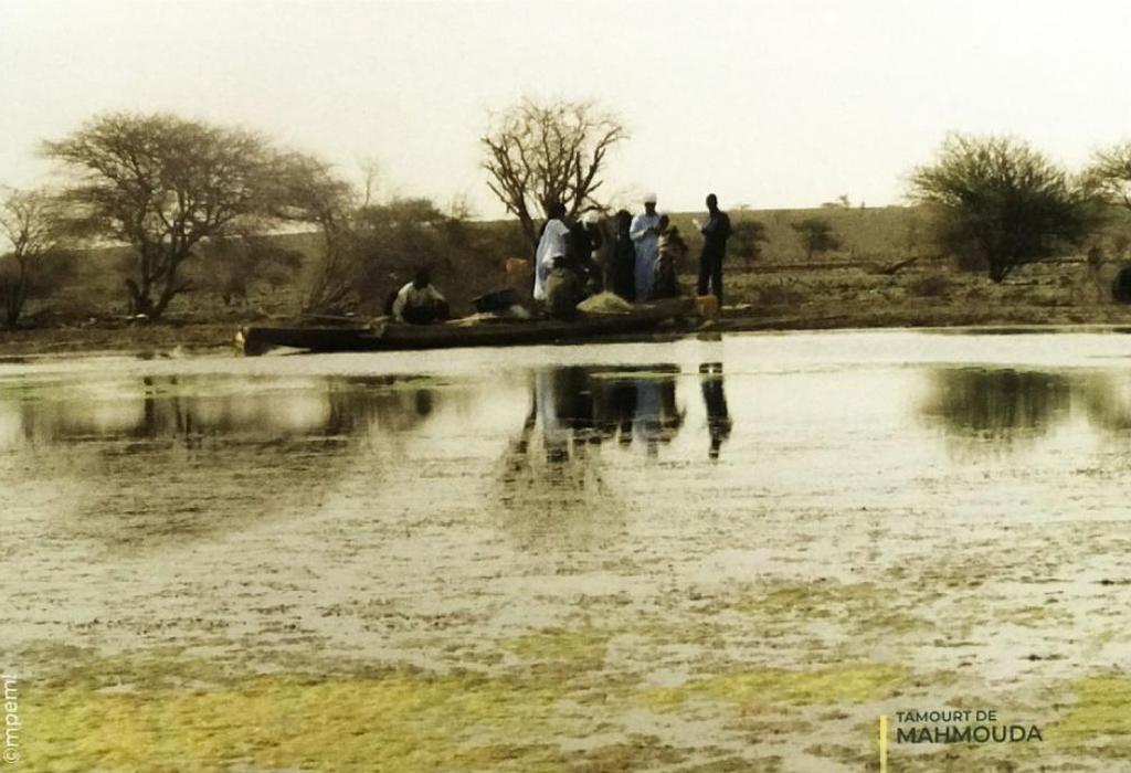 <div style="text-align: center;"><b>Tamourt De MAHMOUDA</b></div>
<ul>
<li>Wilaya : Hodh Ech Chargui</li>
<li>Moughataa : Néma</li>
<li>Commune : Beribavatt</li>
<li>Superficie :16 000 ha</li>
<li>Durée de présence de l'eau : 12 mois</li></ul><p>Zone humide de l'Est de la Mauritanie situé à 20 km de la ville de Néma, la mare de Mahmouda est une cuvette argileuse entourée de plateau rocheux inclinés qui se prolongent en direction du lac. Bordée au Nord et au sud par des massifs dunaires, le site constitue un plan d'eau superficiel permanent alimenté, durant les périodes hivernales, par un réseau complexe d'oueds. La tamourt de Mahmouda à l'instar des autres zones humides continentales de la Mauritanie, est un haut lieu de biodiversité floristique et faunistique et un important site de rencontre, de reproduction et d'alimentation des oiseaux migrateurs. Les activités socio-économiques des populations locales sont l'agricultures, l'élevage, la pêche, la pisciculture, le commerce, ...</p><p><b>Pressions et contraintes</b></p><p>La mare subit plusieurs pressions d'ordre naturelles et anthropiques et dont les plus importantes sont : le déficit pluviométrique, l'avancée des dunes de sables, la dégradation des sols, la déforestation, la surpêche, la chasse illicite etc...</p><ul>
</ul>